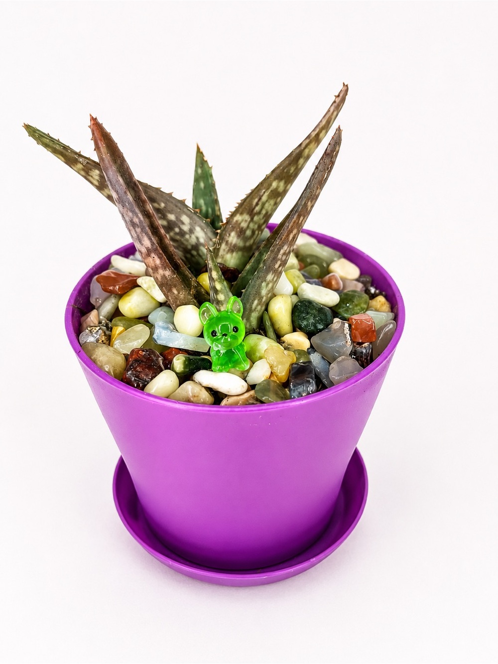Purple Pot Aloe Succulent with Decorative Natural Stones
